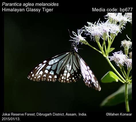 Parantica aglea | Butterfly