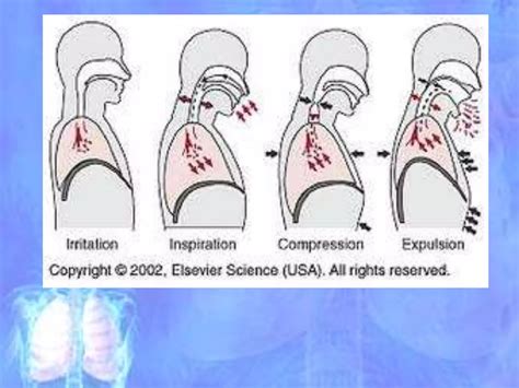 Mechanism of Cough | PPT