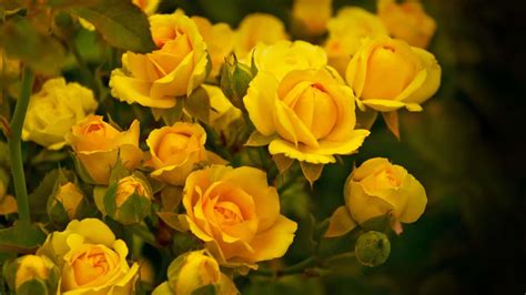 Download Garden Roses Yellow Flower Arrangement Picture | Wallpapers.com