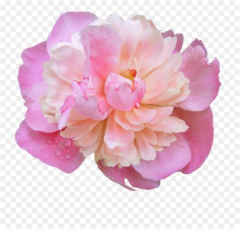 Free Pink Flower Transparent Background, Download Free Pink Flower ...