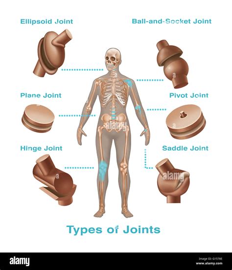 What Are The Different Types Of Joints Present In The Human Body at Shawn Keim blog