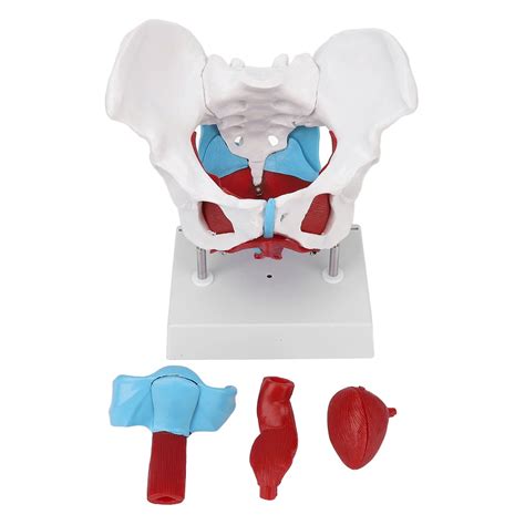 Female Pelvic Muscles & Organs-Life Size – HomoSapiens