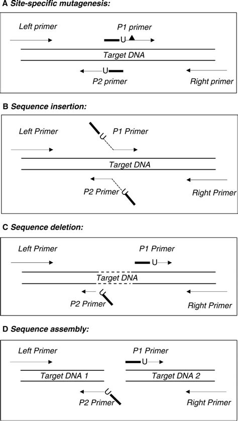 Image result for Primer Design Example