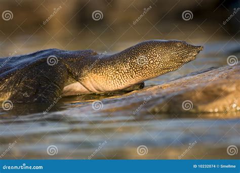 African soft shell turtle stock photo. Image of shell - 10232074