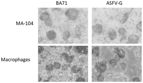 Identification of a Continuously Stable and Commercially Available Cell ...