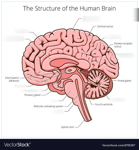 Image result for Brain