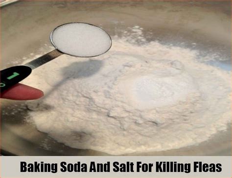 Kill Flea Eggs In Carpet at Eden Disney blog