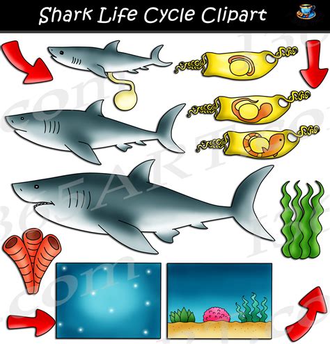 Shark Life Cycle
