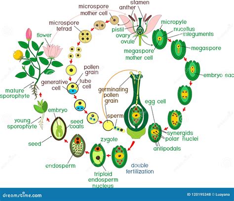 Angiosperm Life Cycle