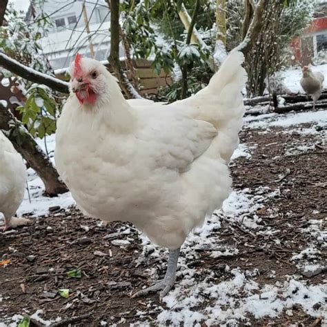 Bresse Chicken: Appearance, Size, Eggs, Raising and More