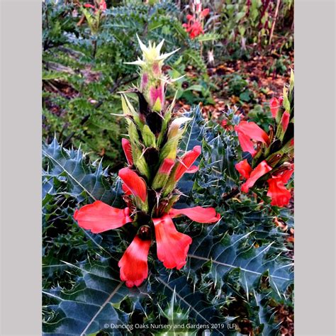 Acanthus sennii, Ethiopian Acanthus – Dancing Oaks Nursery and Gardens