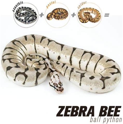 Image result for Congo Ball Python