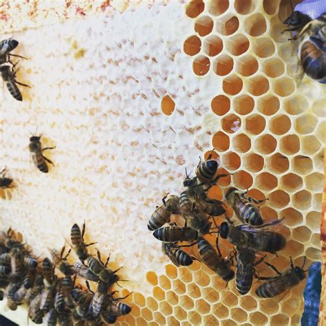 We’re Working Towards at Healthier Planet – University District Food Bank