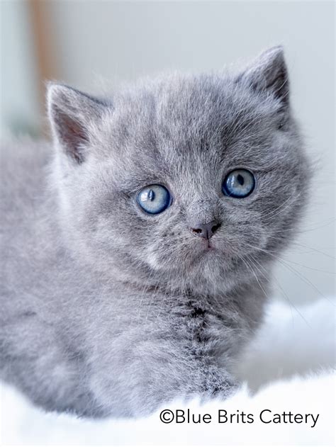 Blue Brits Cattery | British Shorthair Kittens For Sale
