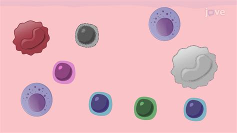 Video: A Flow Cytometry Assay to Identify Immune Cell Subsets in ...