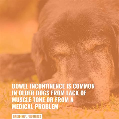Dog Bowel Incontinence – Symptoms, Treatments & FAQs