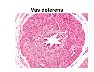 Image result for Sample IB Transcript
