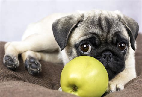 Dog Eat Fuji Apples at Bessie Humble blog