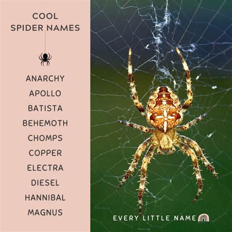 280+ Best Spider Names (Cool, Funny, and Cute) - Every Little Name