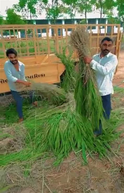 The grass was seized and administrative charges were levied