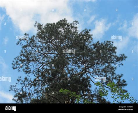 Image result for Tall Tree Tops