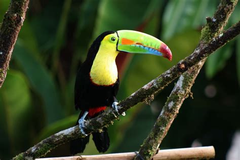 Toucan | The Life of Animals