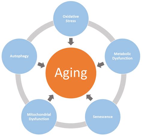 Aging Model 的图像结果