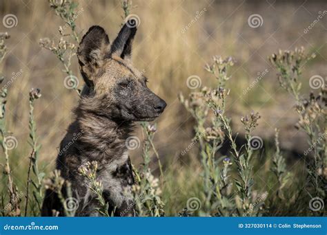 African Wild Dog is a Wild Canine Native To Sub-Saharan Africa. Stock Photo - Image of ...