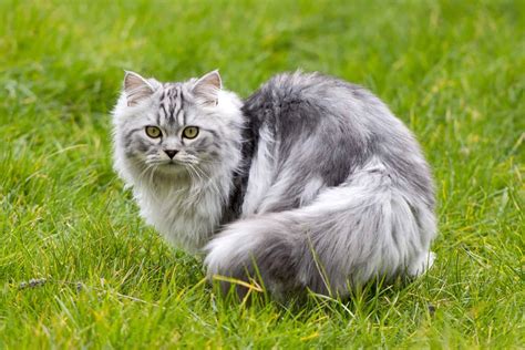 Grey Persian Cat: Info, Genetics, Traits & FAQs (With Pictures)