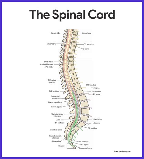 Central Neuron System 的图像结果