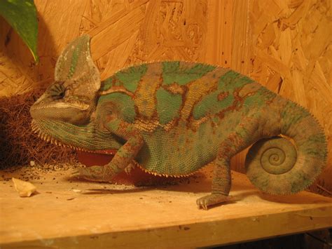 Old Style Westernsattel NEU in Ulm | Tiere | Kleinanzeigen