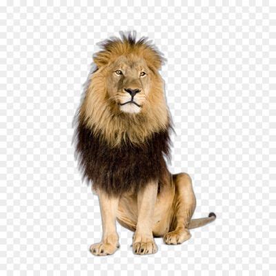 Loin High Resolution PNG - Pngsource