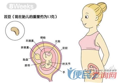 怀孕第8周准妈妈保健需知 - 怀孕第8周天胎儿发育图 - 怀孕第8周要吃什么 - 怀孕第8周注意什么 - 怀孕第8周介绍