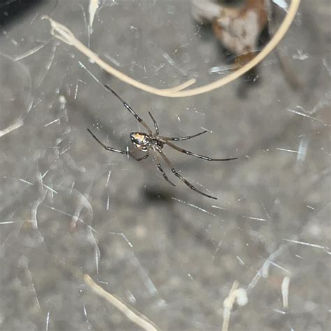 Is this a juvenile female western black widow? (Colorado) : r/spiders