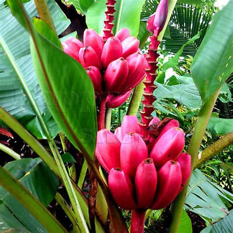 PINK BANANA PLANT - 10 Seeds - Very Easy to Grow - Musa Velutina ...