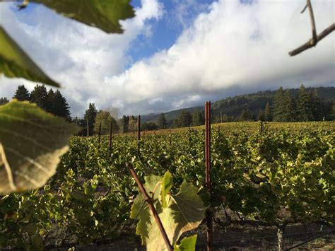 Windy Oaks winery on a fall afternoon. | Wine sale, Winery, Vineyard