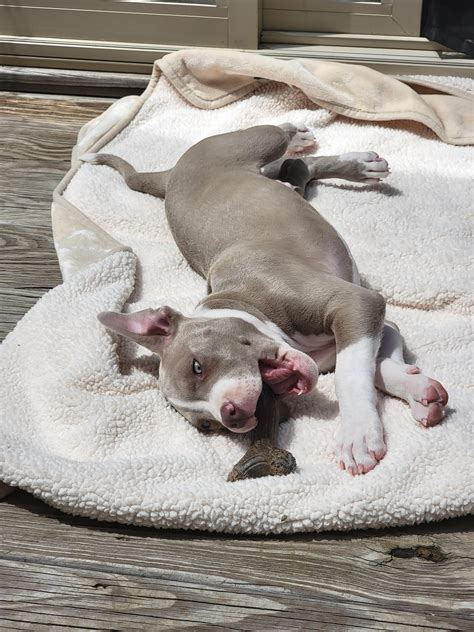 Rare candid shots of baby hippo behavior : r/velvethippos
