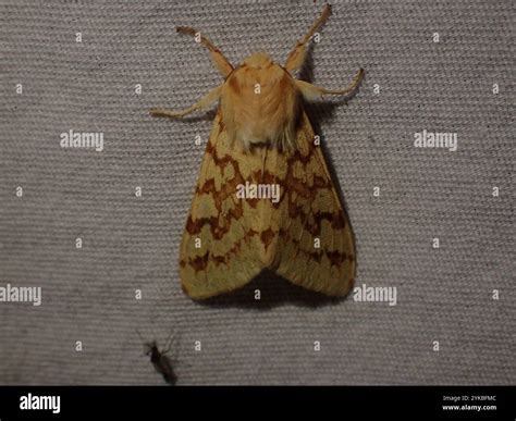Spotted Tussock Moth (Lophocampa maculata Stock Photo - Alamy