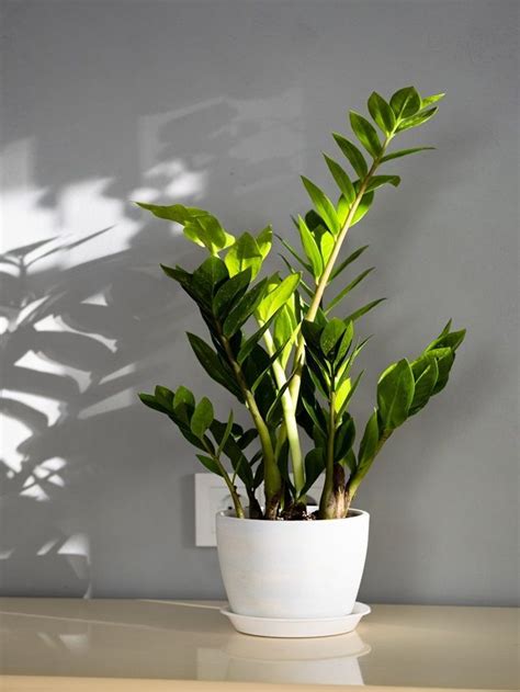 Will Your ZZ Plant Grow Better Indoors or Outdoors? Things to Know