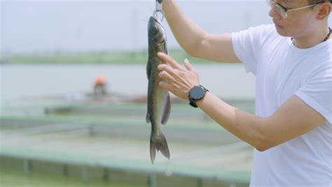 “跑道养鱼”、“数字”养鱼……浙江湖州市南浔区和孚镇漾东村以水养鱼、以渔治水-水产养殖