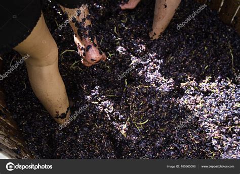 Stepping on grape Stock Photo by ©celiafoto 185965098