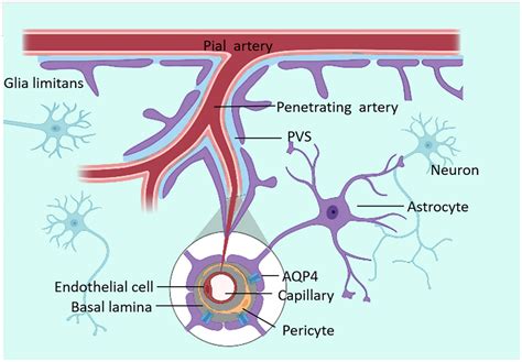 Living In The Brain Parenchyma: A Cellular Tour