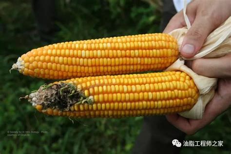 农业部发布国产转基因玉米、转基因大豆安全证书_种植