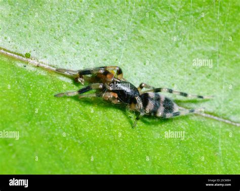 White tailed spiders hi-res stock photography and images - Alamy