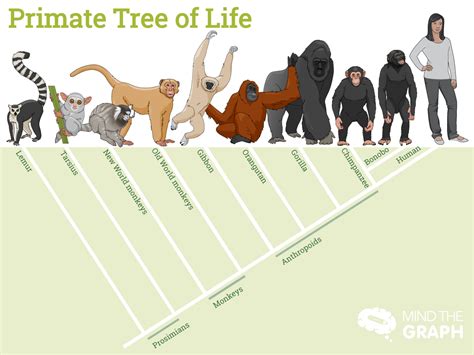 PRIMATE TREE OF LIFE : As much as we all love monkeys, Dr. Goodall’s ...