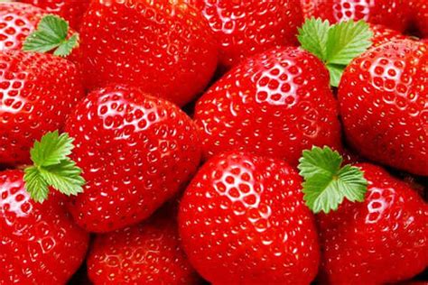 草莓是什么季节的水果 什么时候采摘好_植物博士