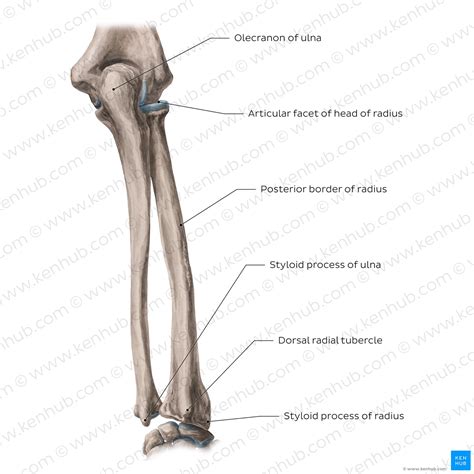 Learn the radius and ulna: Quizzes and labeled diagrams | Kenhub