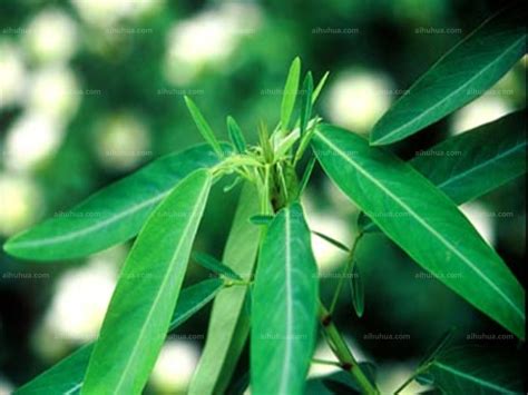 跳舞草图片_植物风景的跳舞草图片大全 - 花卉网