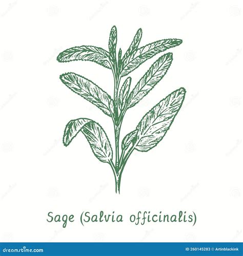 Sage (Salvia Officinalis). Ink Black And White Doodle Drawing Cartoon Vector | CartoonDealer.com ...