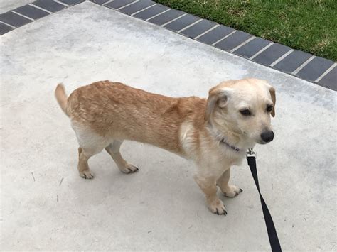 Corgi Lab Mix Available Dogs Rocky Mountain Lab Rescue